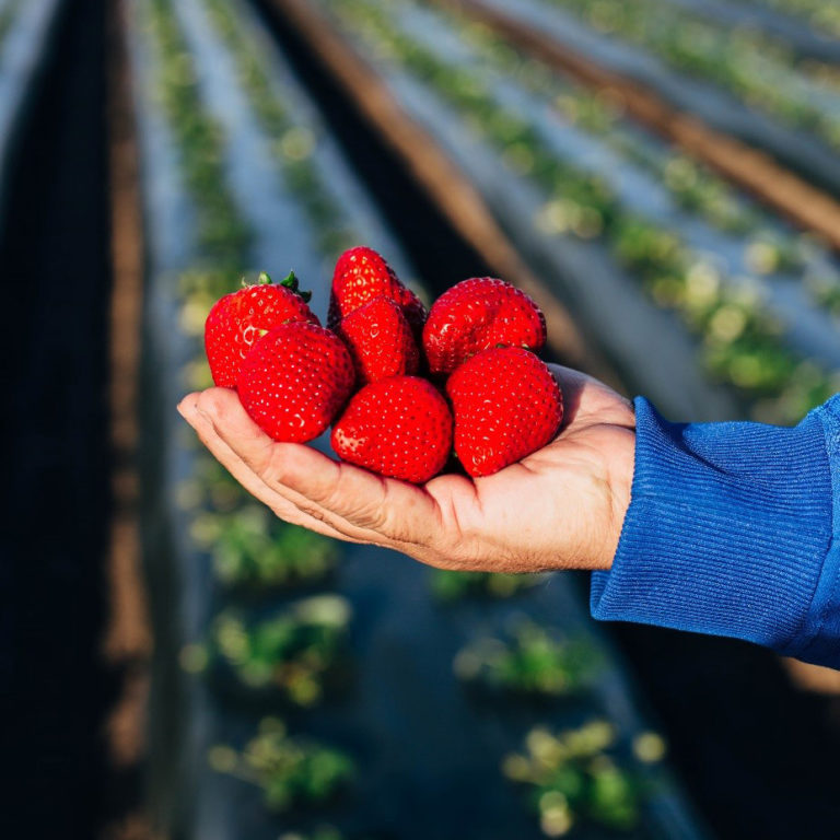 sq-strawberries-in-hand